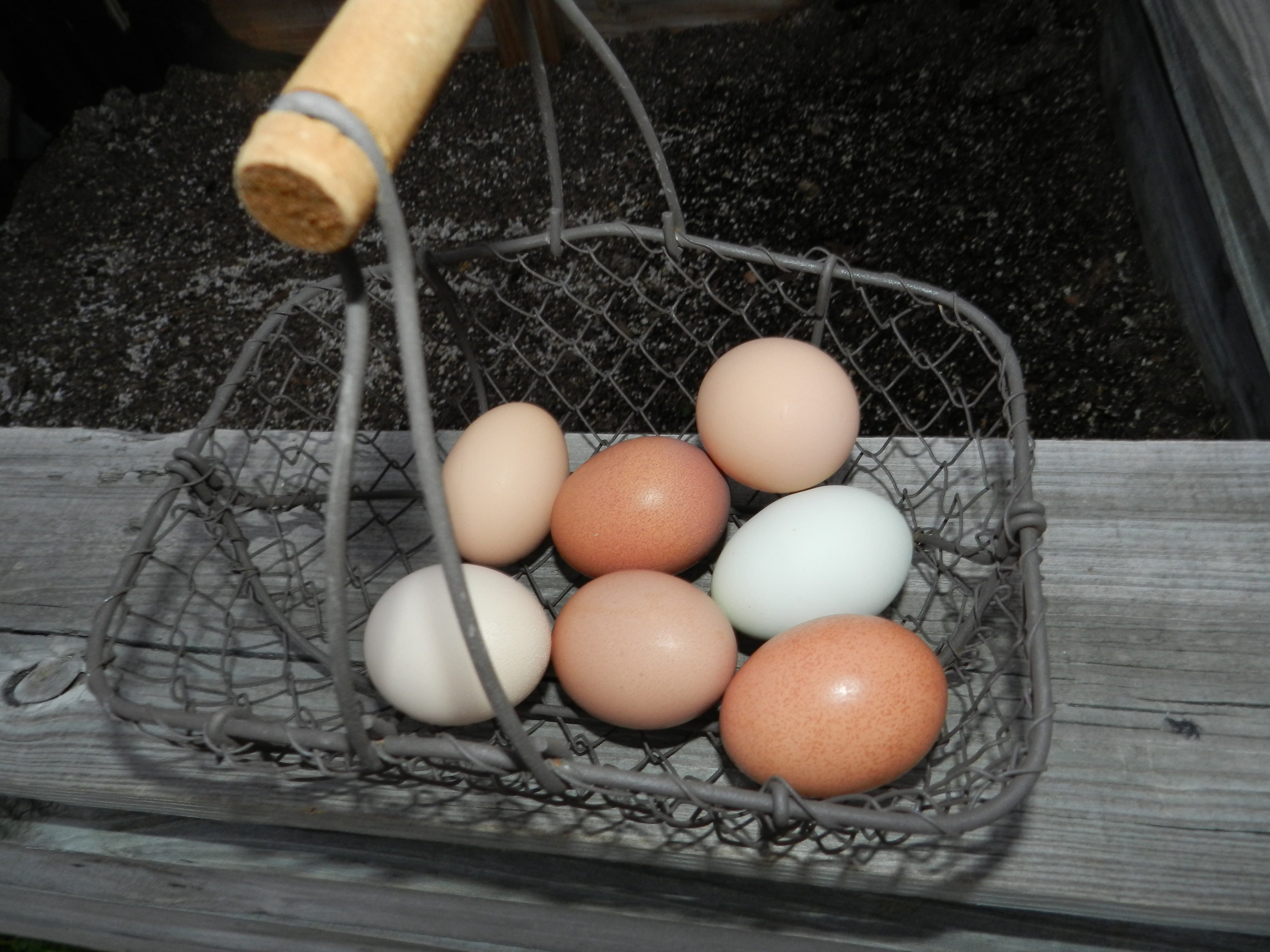 Bought our fresh eggs? Steam 'em, don't boil 'em