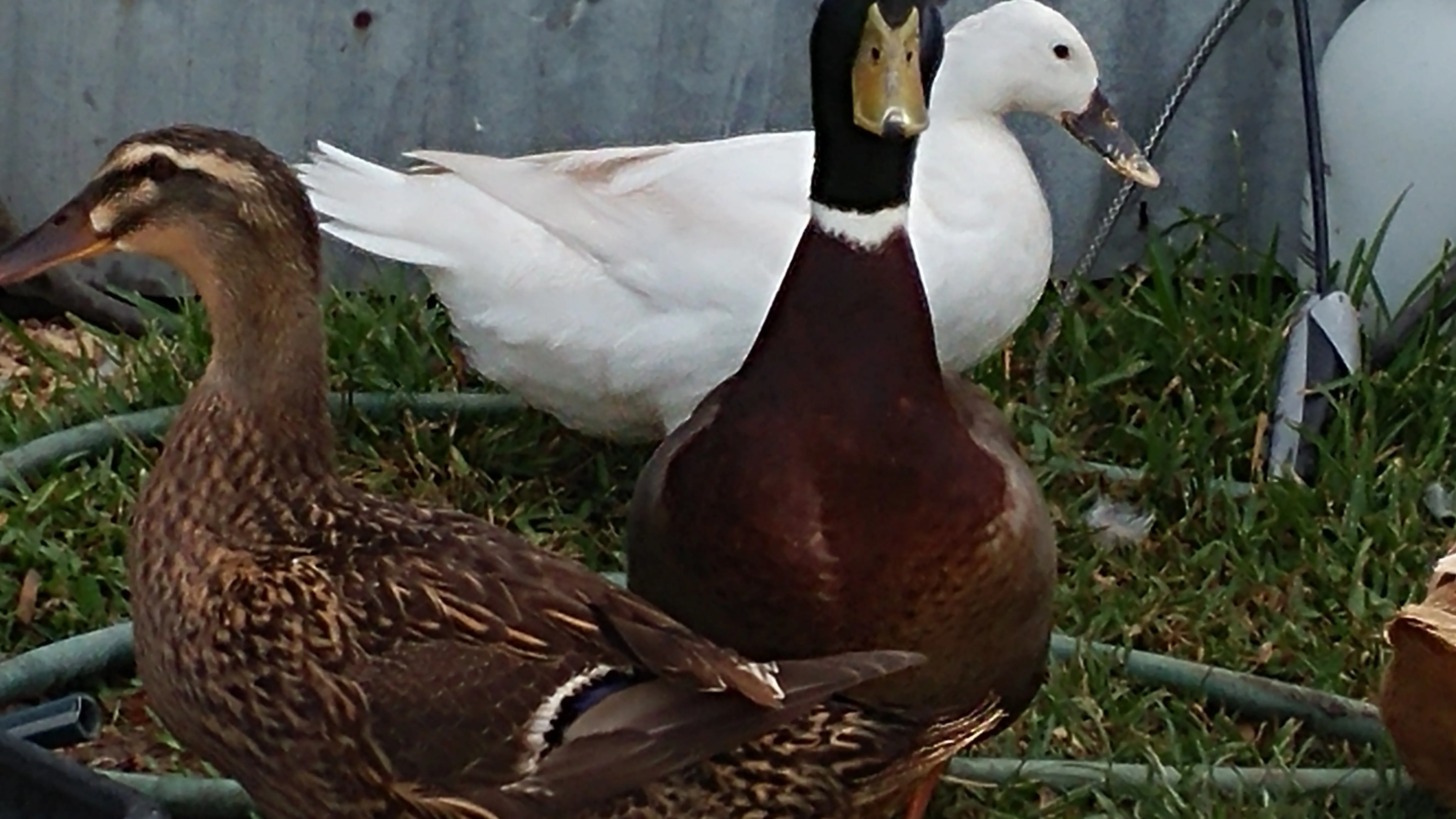 Thinking about raising ducks? Here's a few things to consider