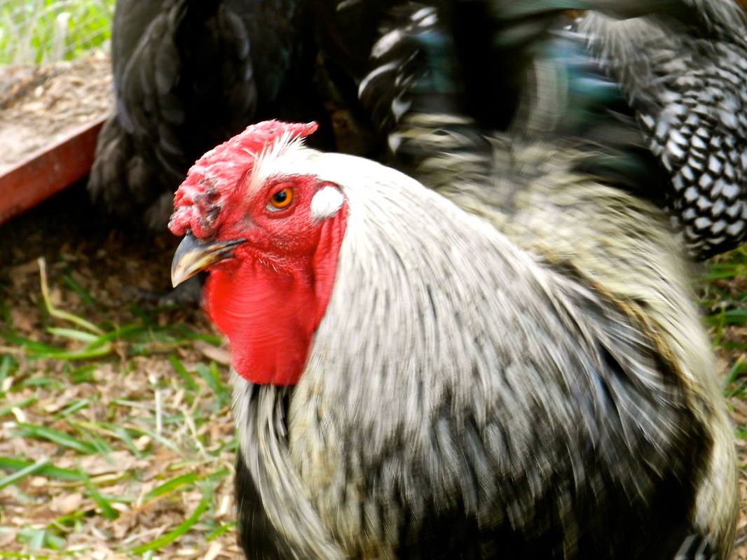 Processing a rooster (If you're squeamish just skip it)