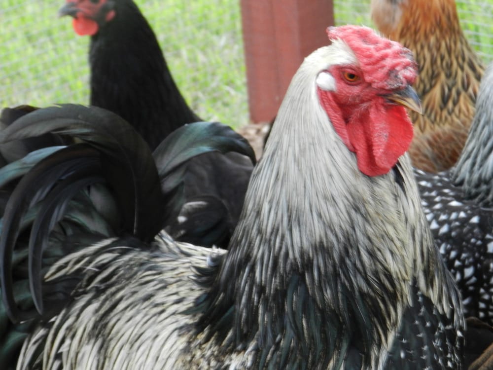 Know your chicken