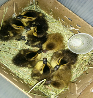 Picture it: Texas. 2015. And we’d just bought ducks.