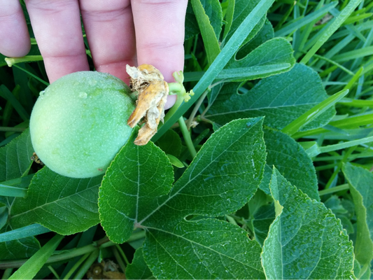 Wild maypops