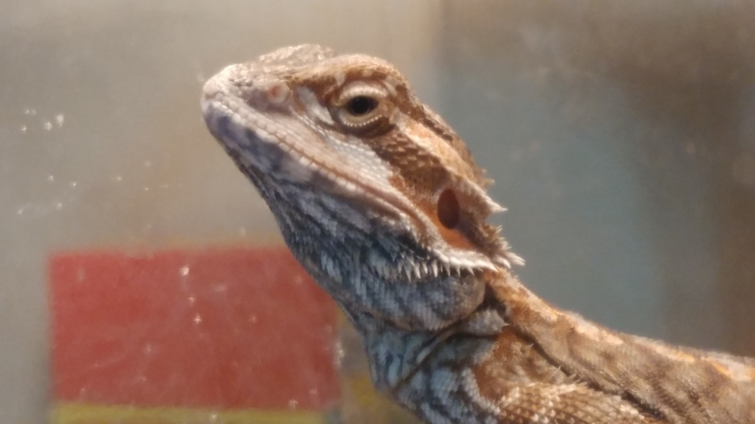 Kevin the bearded dragon