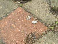 Chicken poop