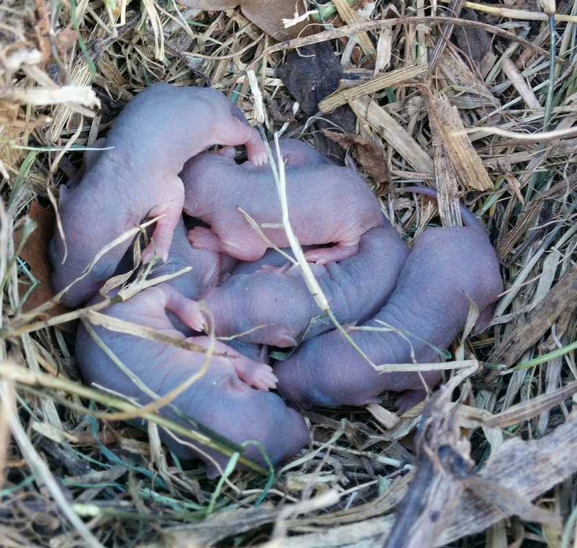 newborn mice