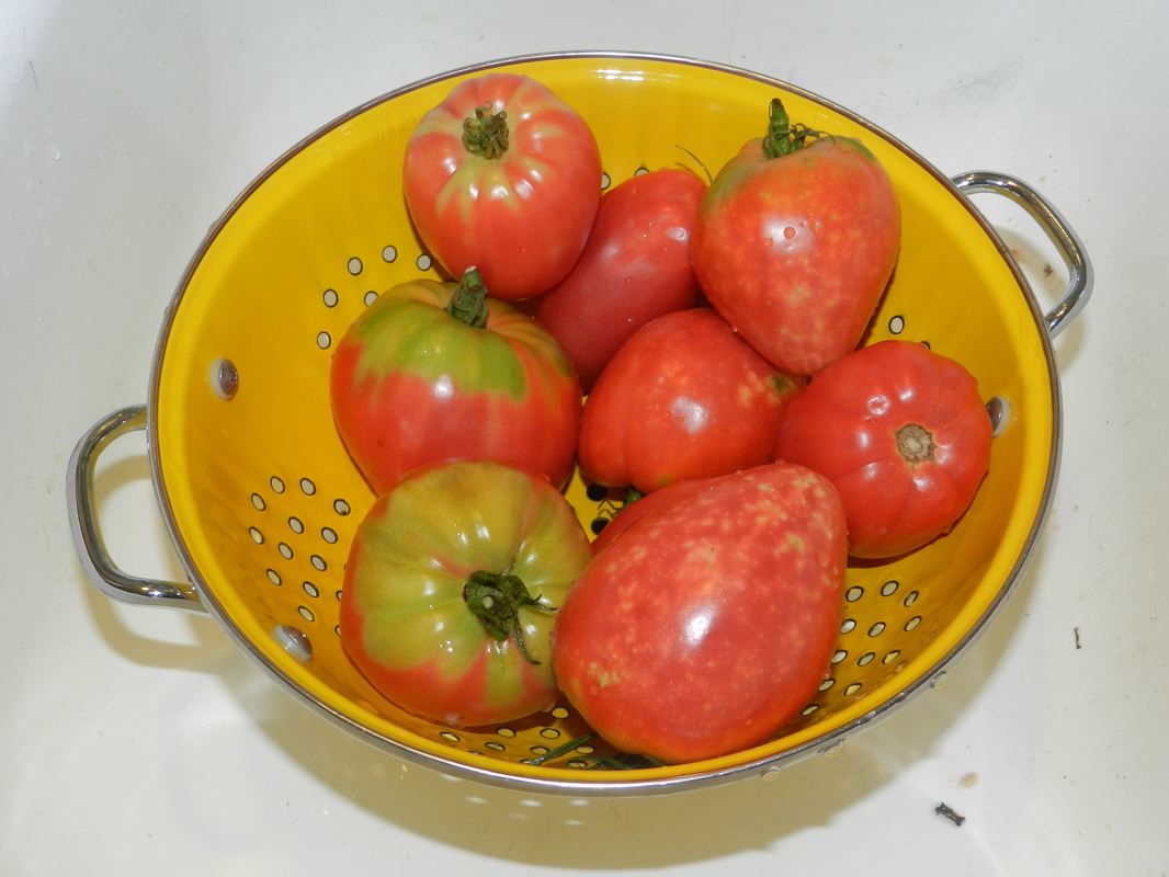 basket full of tomatoes