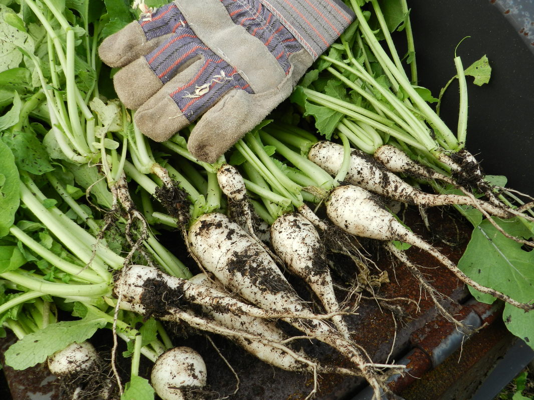 Work glove on top of harvested radishes