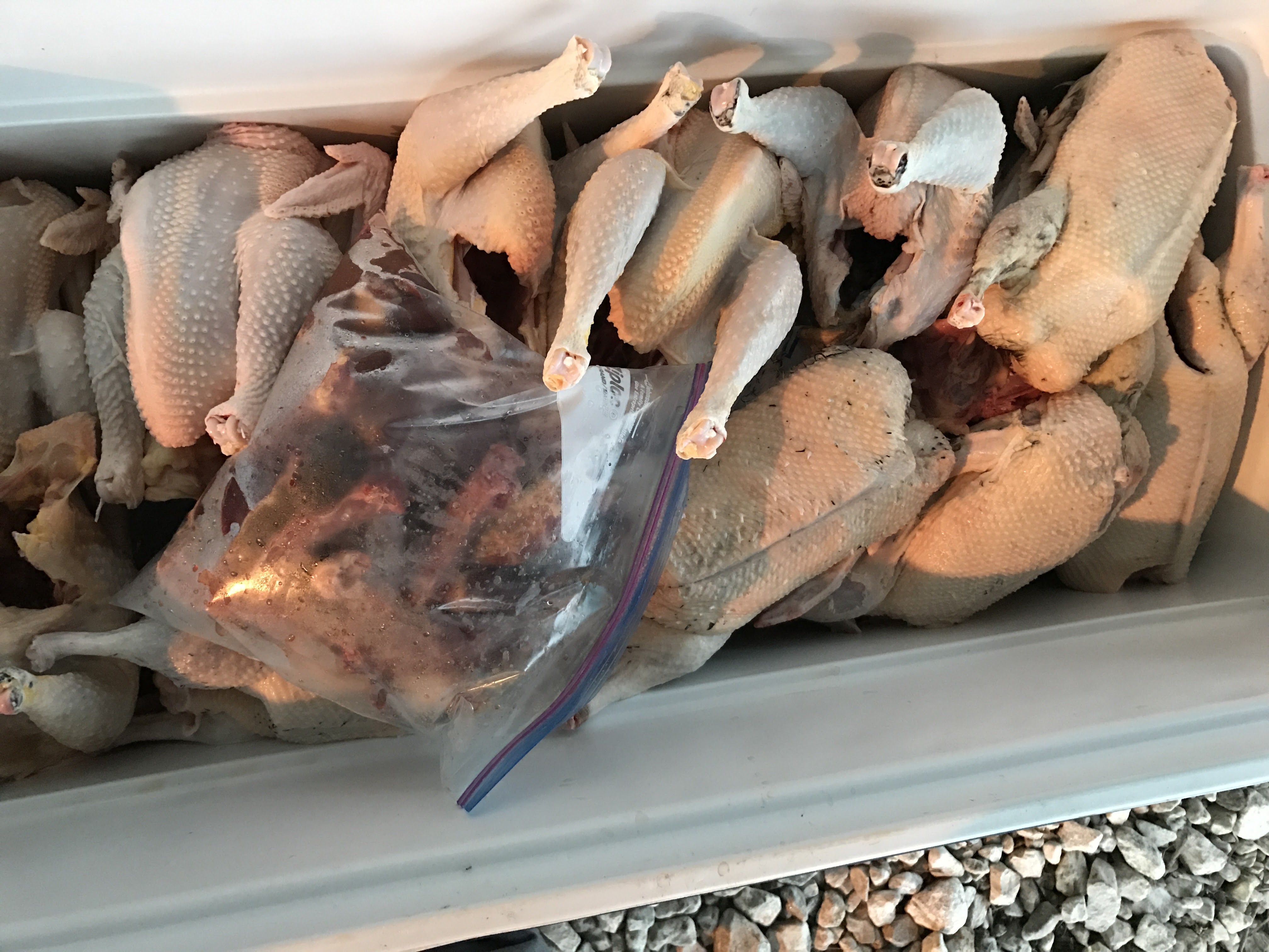 Cooler full of fresh chicken and duck meat