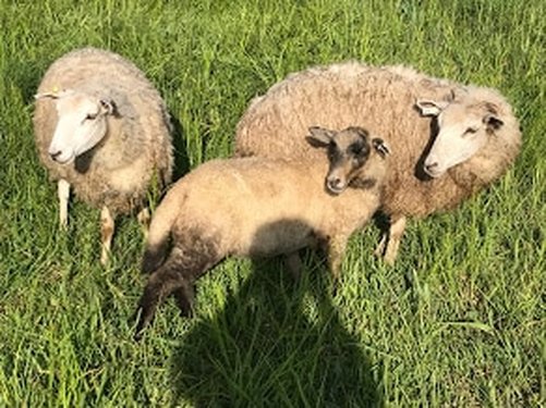 Picture of three sheep