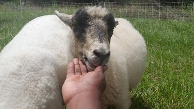 Picture of Sid the sheep