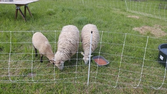 We got sheep!!!!