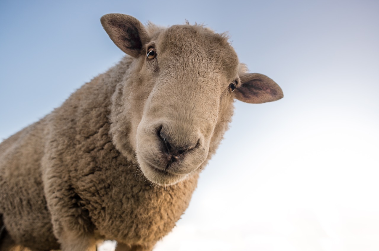 Sheep